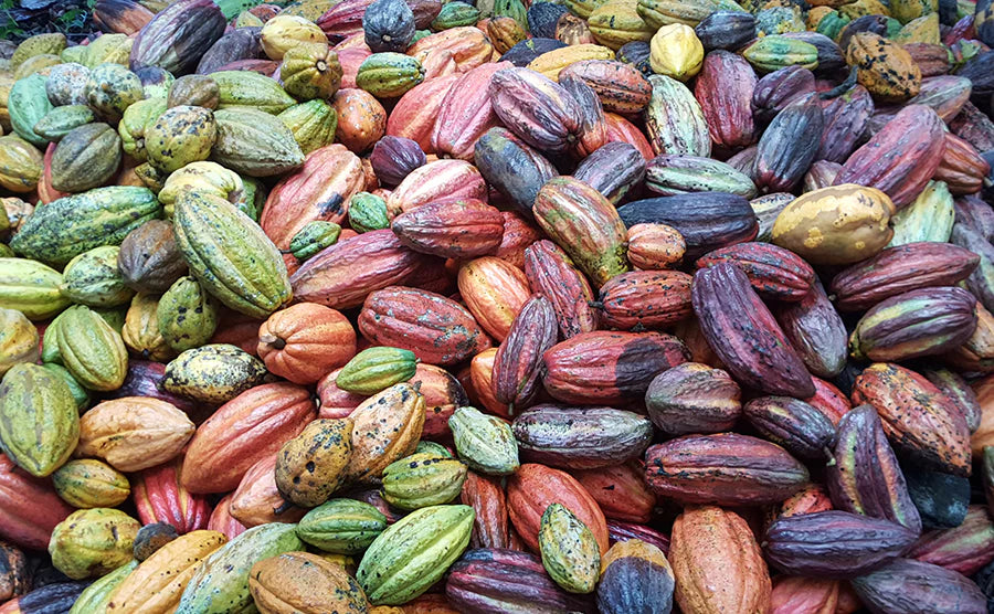 Cocoa Chocolate Pods